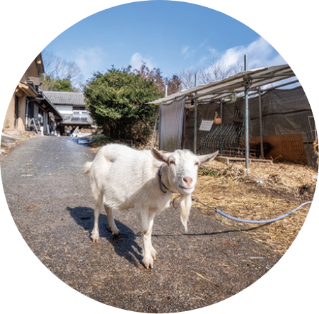 やぎ写真